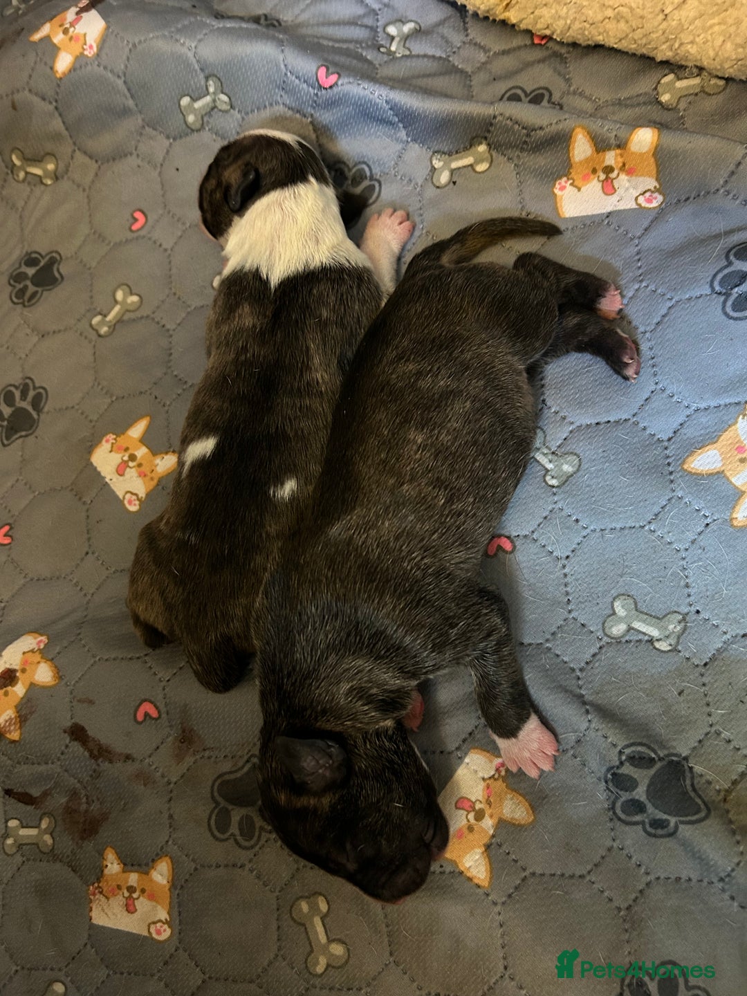 English Bull Terrier dogs for sale: ENGLISH BULL TERRIER LITTER PUPS - Image 5