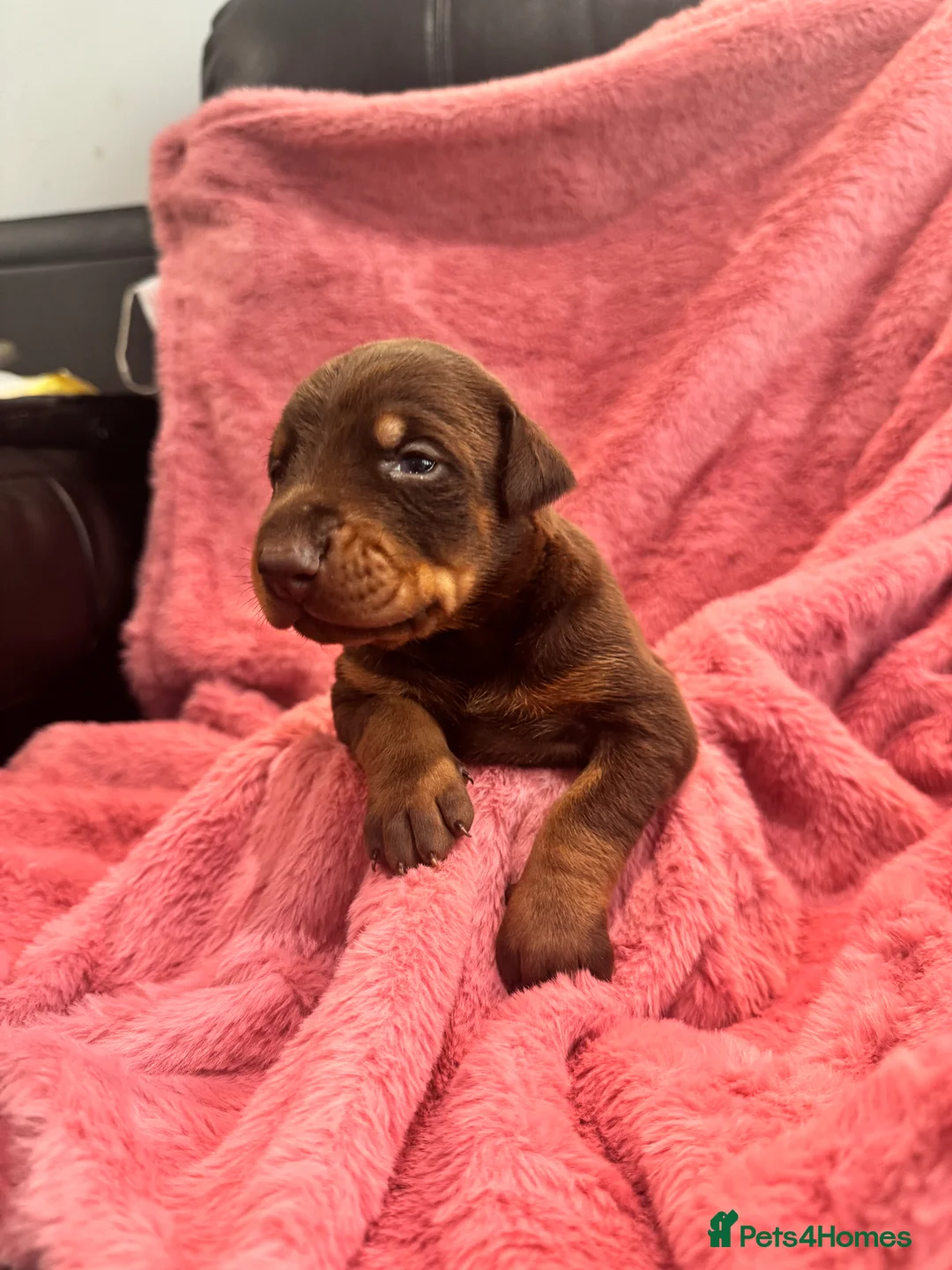 Dobermann dogs for sale: Brown and tanned Doberman puppies KC registered   - Advert 15