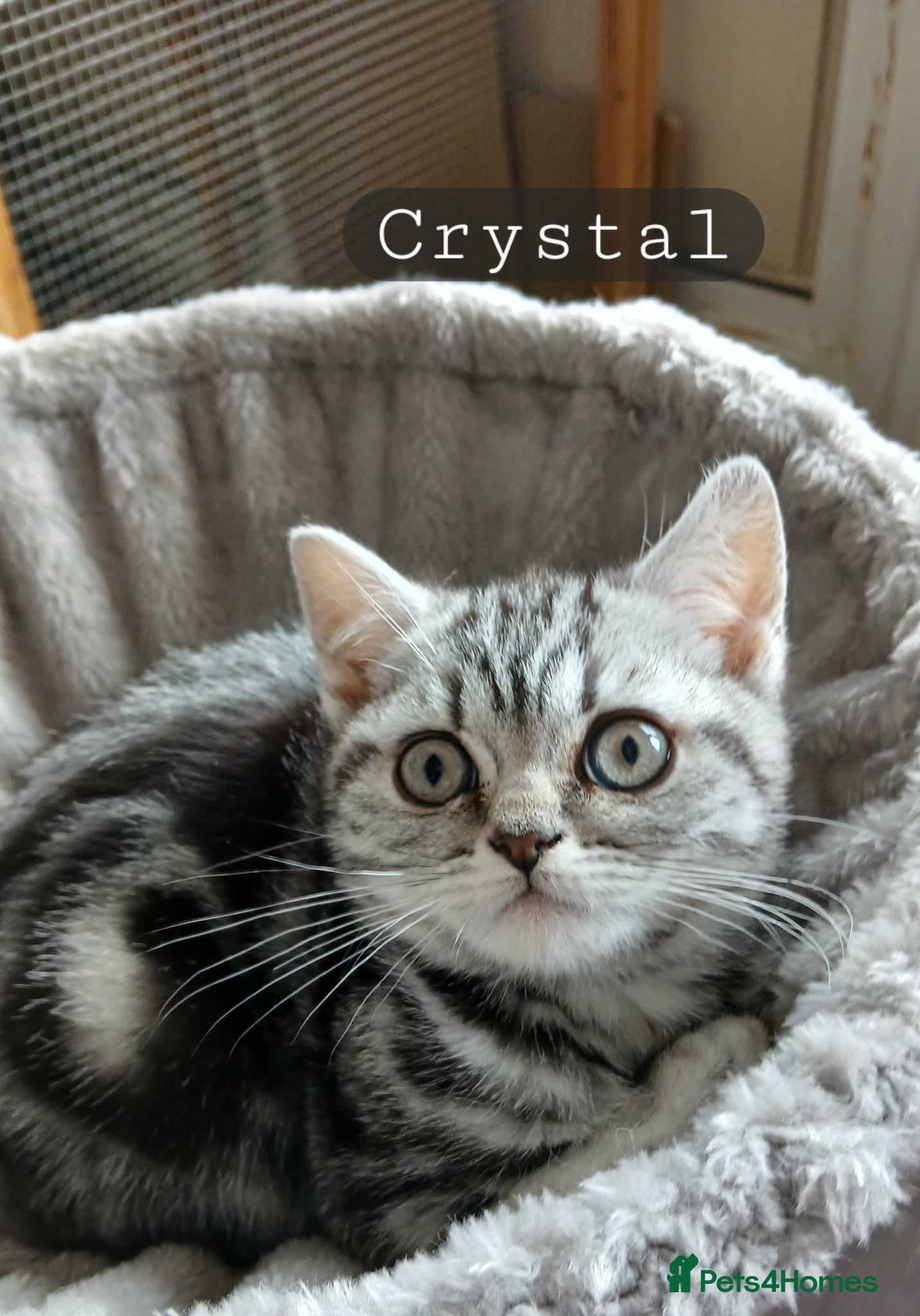 British Shorthair cats Bsh.Tabby kittens.Only girls left.GCCF. - Advert 4