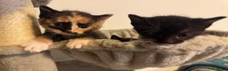 Mixed Breed cats for sale: Kittens 🐱  - Advert 6