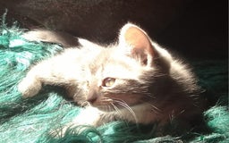 Mixed Breed cats for sale: Awesome Spotty Dotty Silver  Blue Bengal x Kittens - Image 27