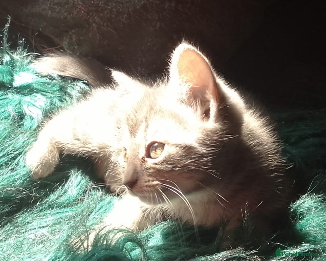 Mixed Breed cats for sale: Awesome Spotty Dotty Silver  Blue Bengal x Kittens - Image 27