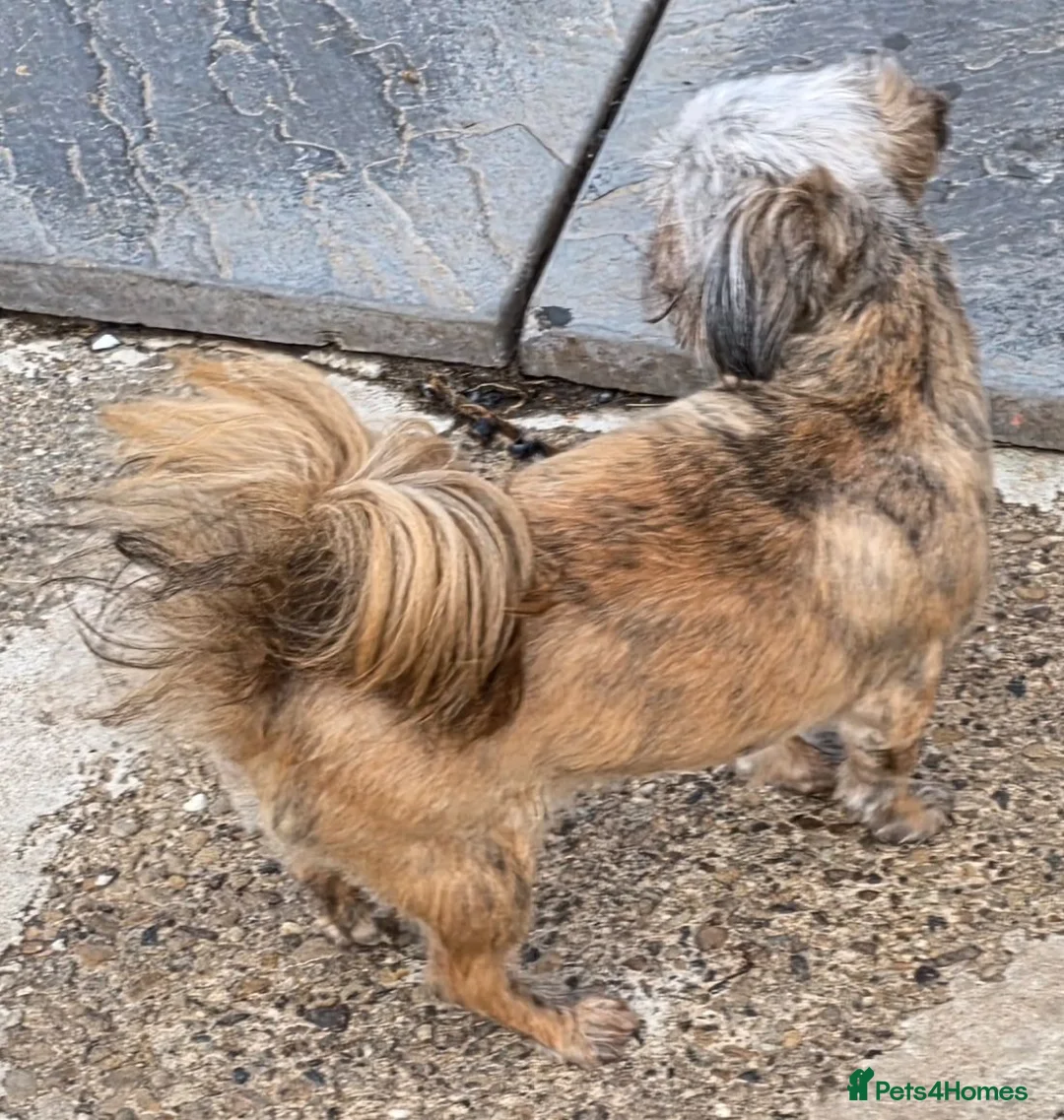 Shih Tzu dogs for sale: Stunning Tiny KC Reg Imperial Shih Tzu Boy - Advert 2