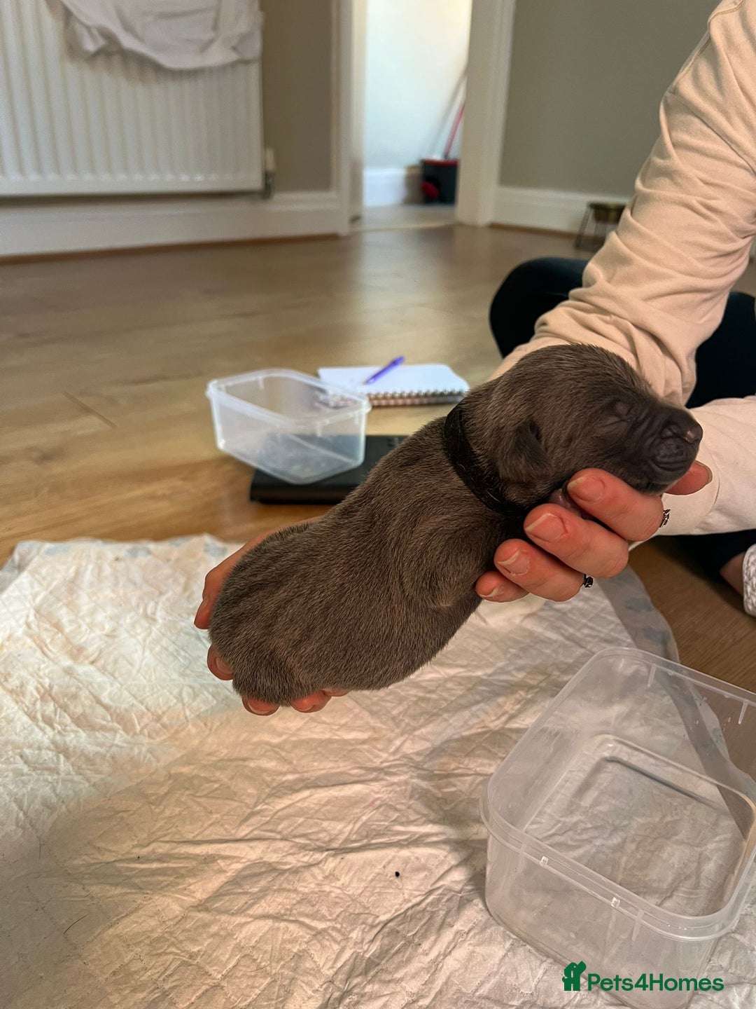 Mixed Breed dogs for sale: Staff x cane corso merle and grey pups for sale  - Image 12