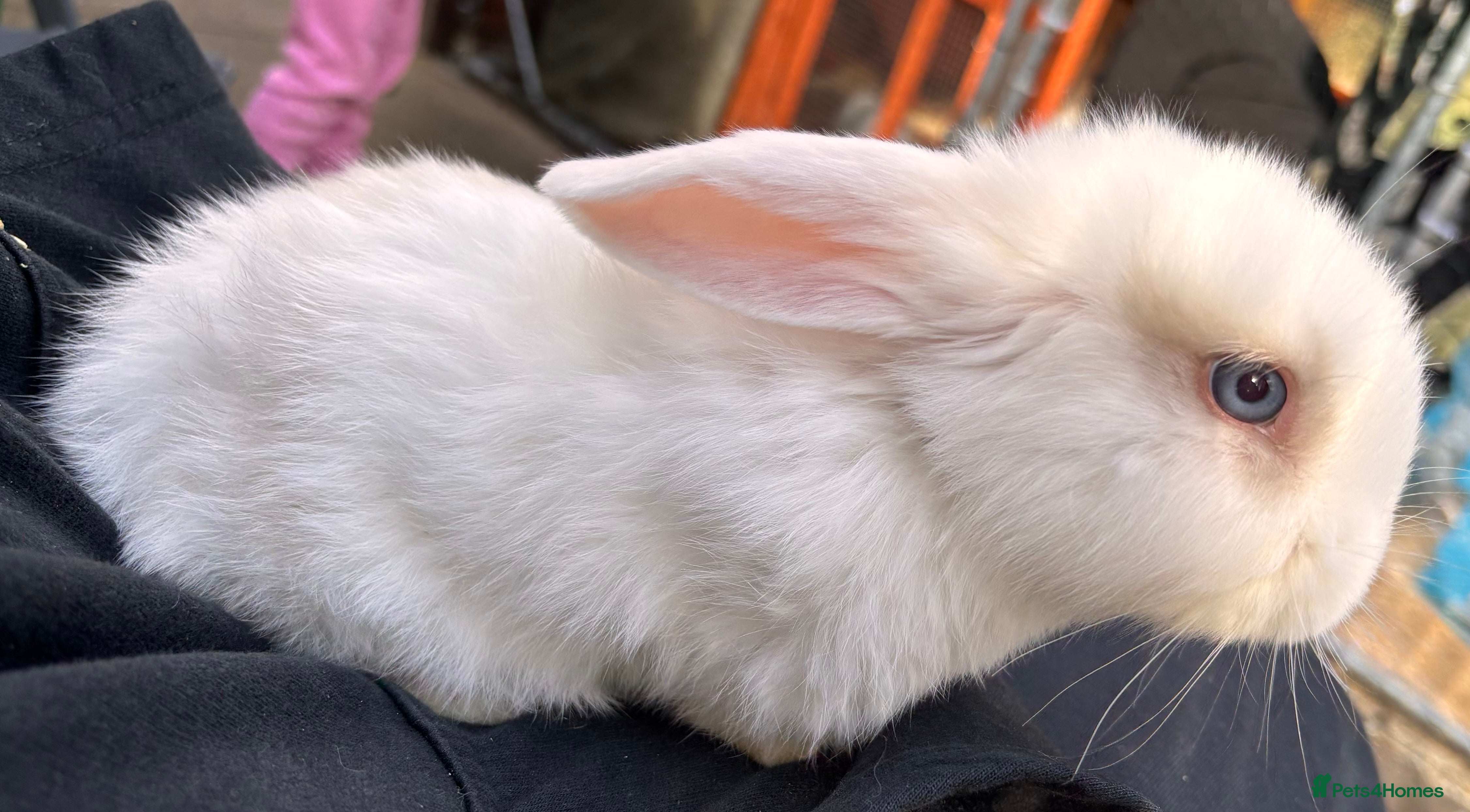 Mini Lop rabbits Mini lop rabbit - Advert 21