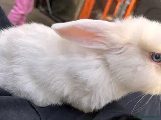 Mini Lop rabbits Mini lop rabbit - Advert 21