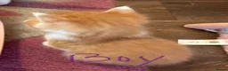 Maine Coon cats for sale: Maine coon mix kittens - Advert 6