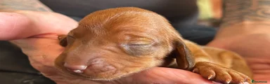 Dachshund 7