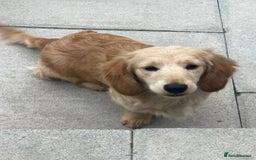 Miniature Dachshund dogs for sale: Kc registered cream proven stud dog  - Image 4