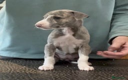 Whippet dogs for sale: Show Quality Blue Brindle KC Registered Whippets - Image 27