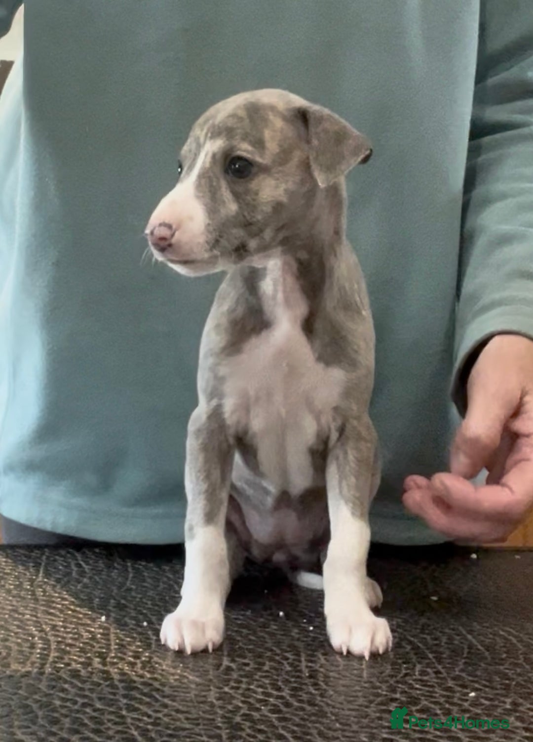 Whippet dogs for sale: Show Quality Blue Brindle KC Registered Whippets - Image 27