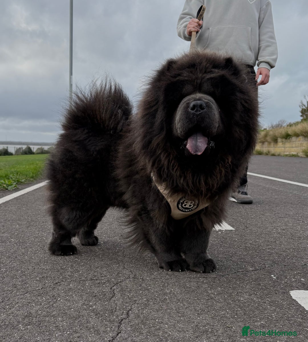 Chow Chow dogs for stud: Blue Chow Chow Stud | Can Travel - Advert 8