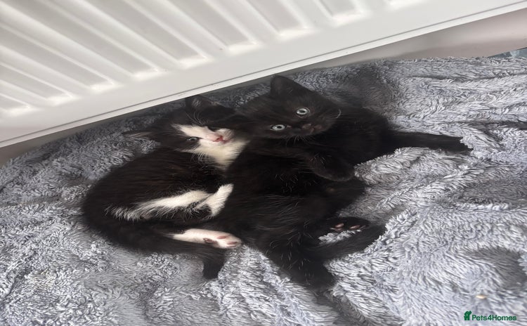 Mixed Breed cats - Advert 5