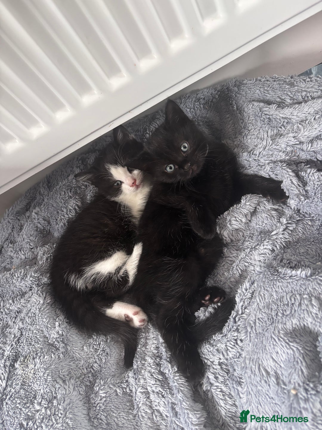 Mixed Breed cats for sale: 2 kittens pretty sure they are boys  - Image 1
