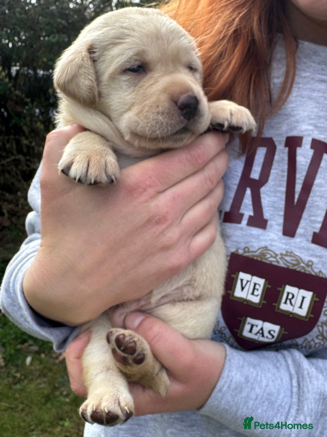 Labrador Retriever dogs for sale: Chunky KC reg Show line Champagnes boys  - Image 18
