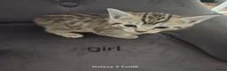 Toyger cats for sale: Toyger polydactyl kittens  - Advert 2