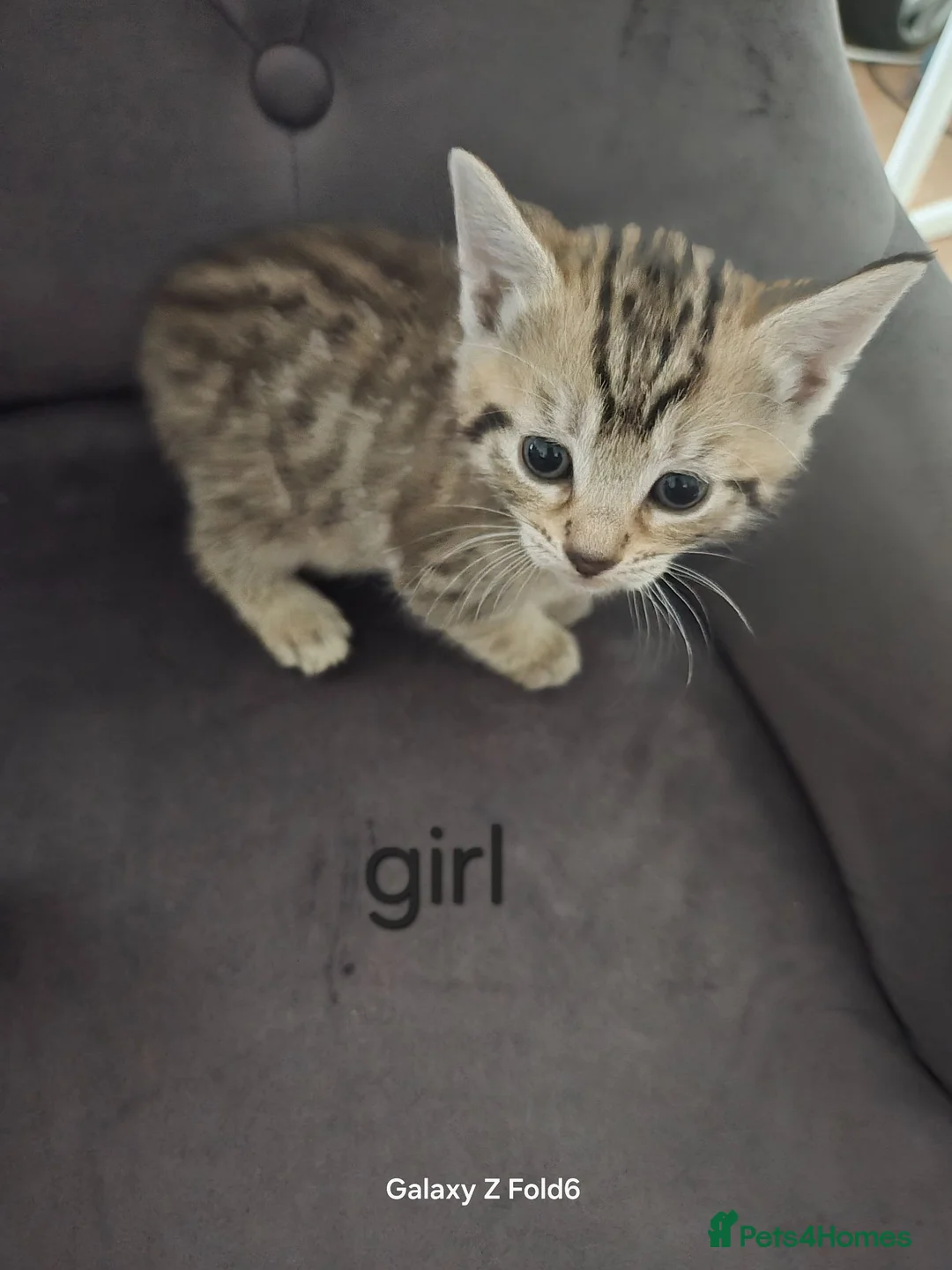 Toyger cats for sale: Toyger polydactyl kittens  - Advert 2