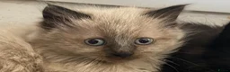 British Shorthair cats for sale: Ashy brown Ragdoll kittens - Advert 3