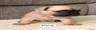 Pink Collar 