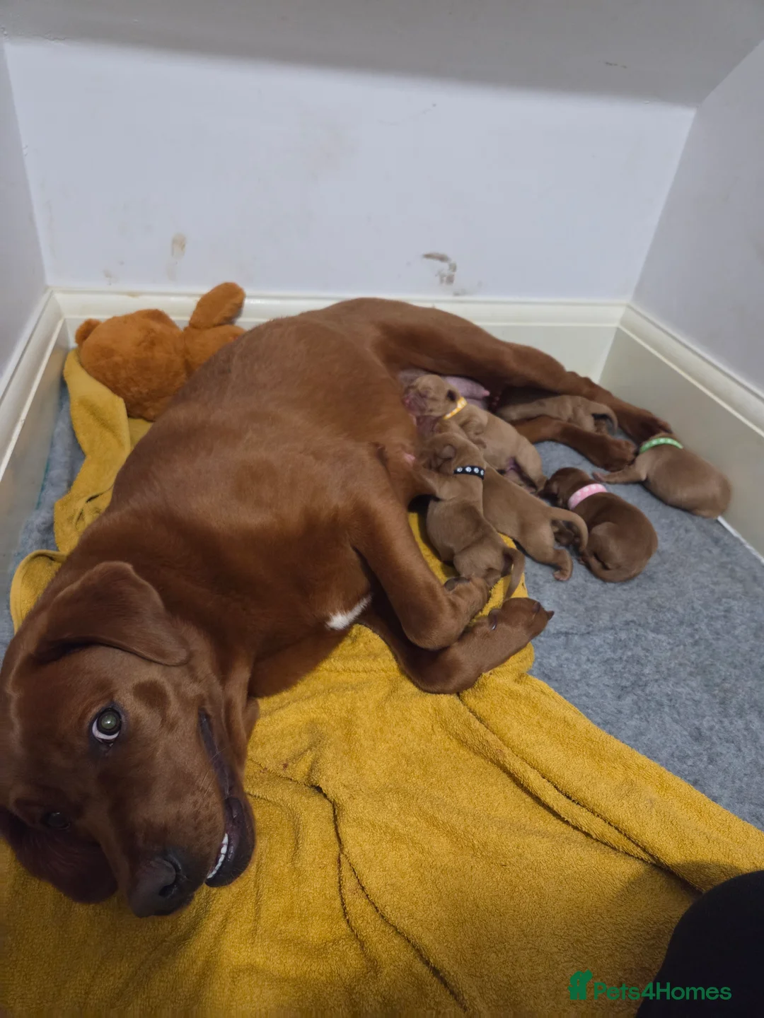 Labrador Retriever dogs for sale: Dark Fox Red Labrador Puppies - Advert 11