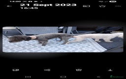 Bedlington Terrier dogs for stud: Bedlington for stud  in Chesterfield - Image 4