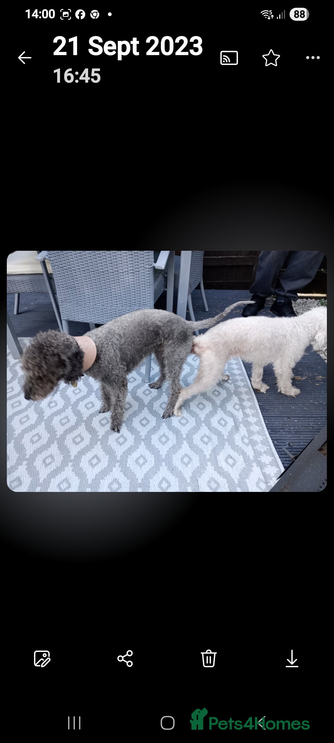 Bedlington Terrier dogs for stud: Bedlington for stud  in Chesterfield - Image 4