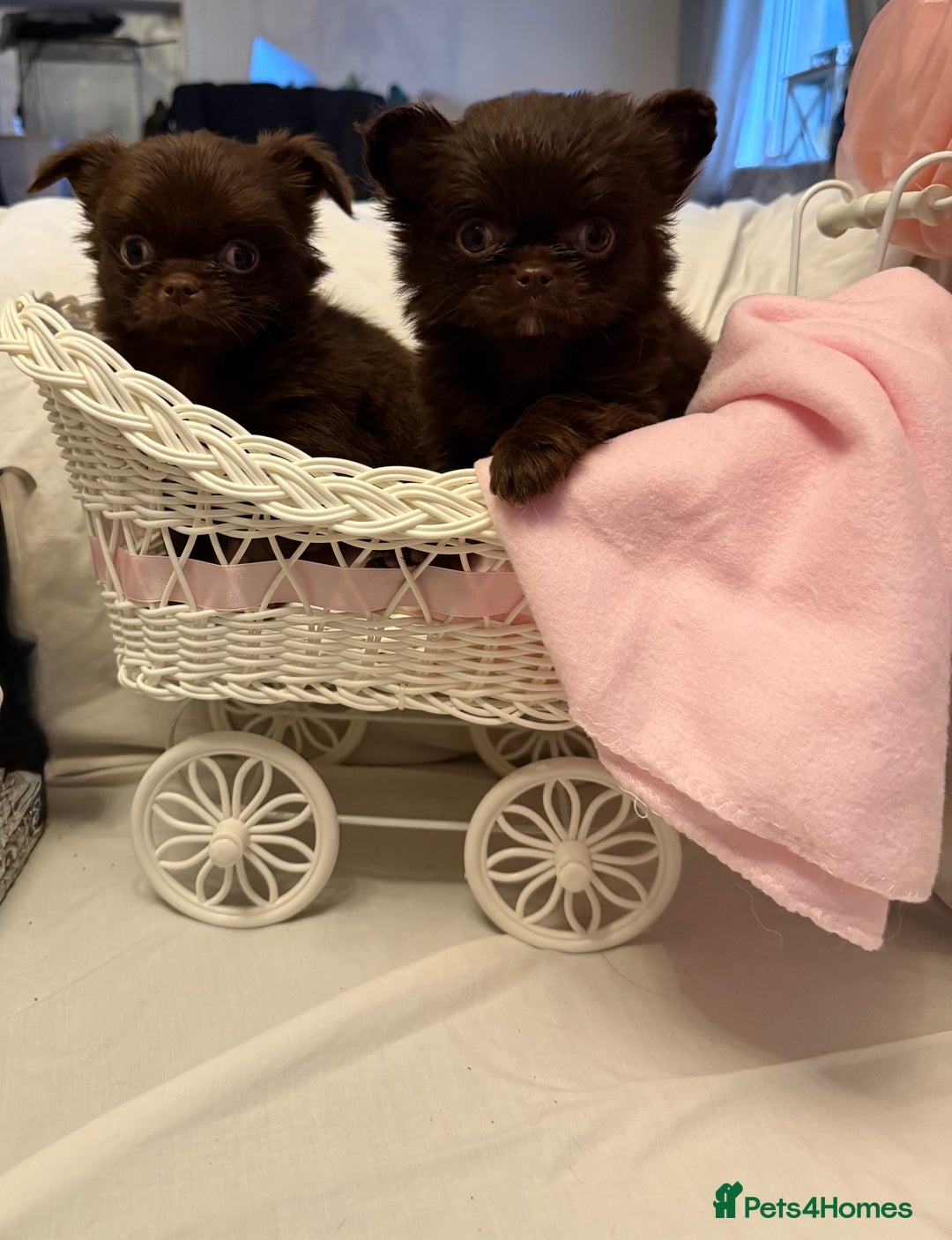 Chihuahua dogs for sale: Long coated Chihuahuas *super rare! - Advert 5