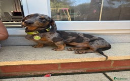 Miniature Dachshund dogs for stud: Miniature dachshund stud dog - Image 4
