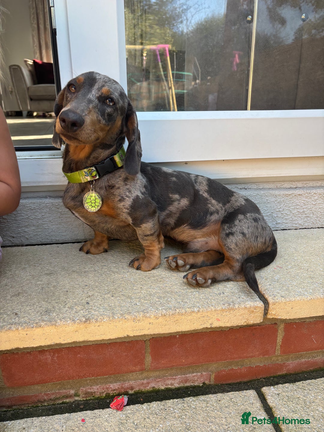 Miniature Dachshund dogs for stud: Miniature dachshund stud dog - Image 4