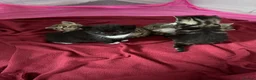 British Shorthair cats for sale: British Shorthair X Tabby - Advert 9