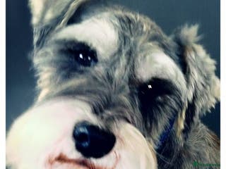 Miniature Schnauzer dogs Super handsome kc reg miniature schnauzer at stud in Rayleigh - Advert 5