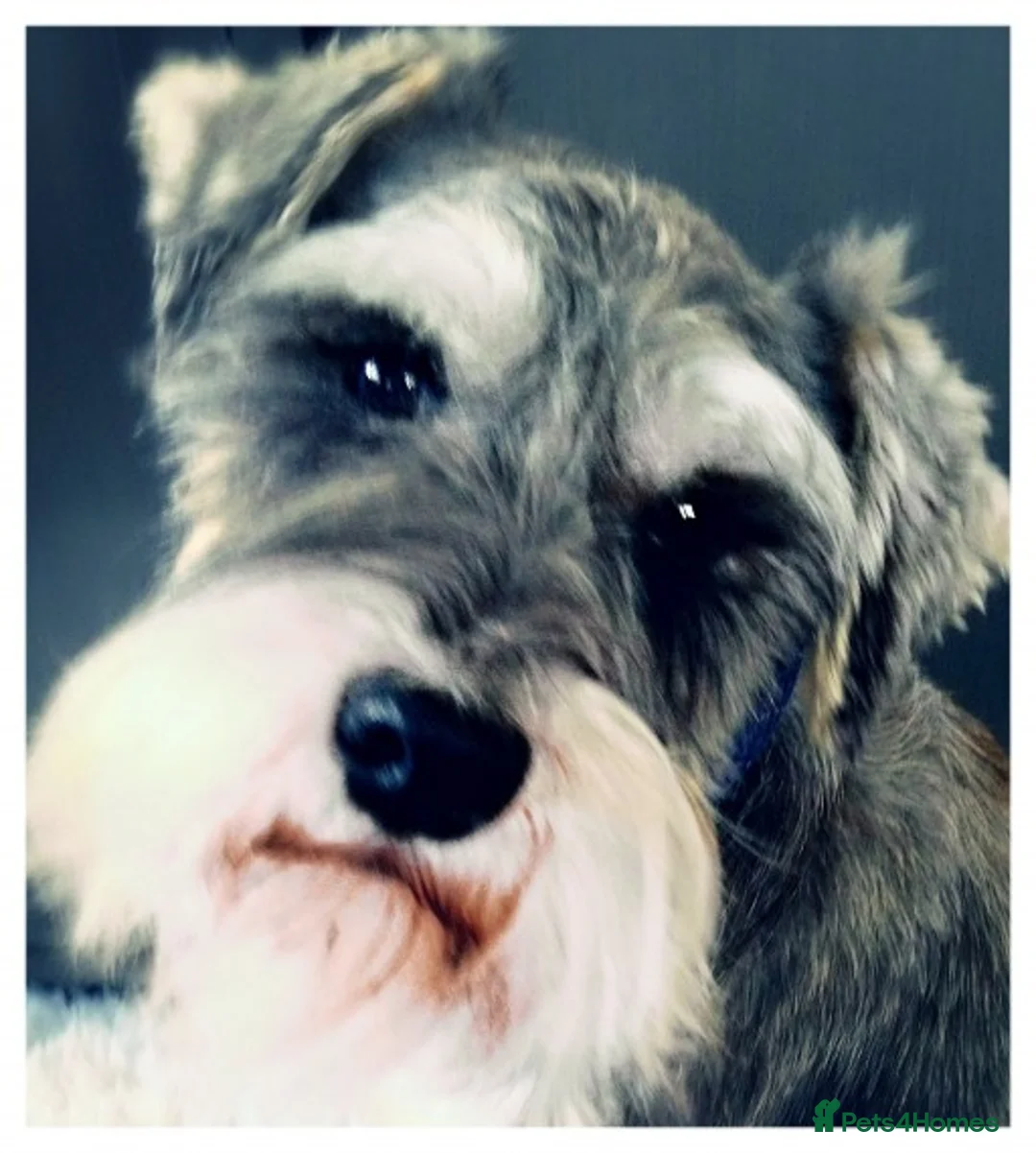 Miniature Schnauzer dogs for stud: Super handsome kc reg miniature schnauzer at stud - Advert 1