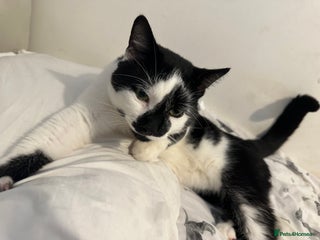 British Shorthair cats - Advert 33