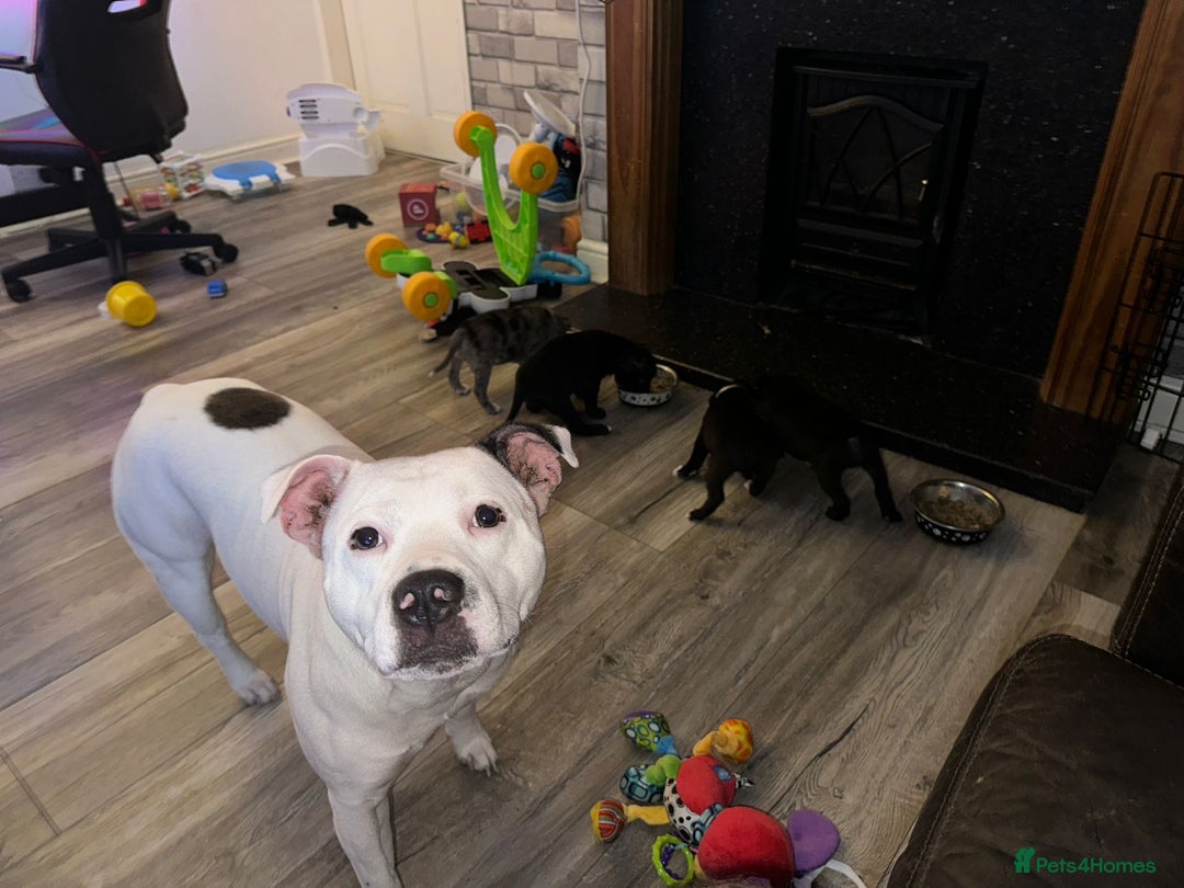 Staffordshire Bull Terrier dogs for sale: Staffy puppies  - Advert 6