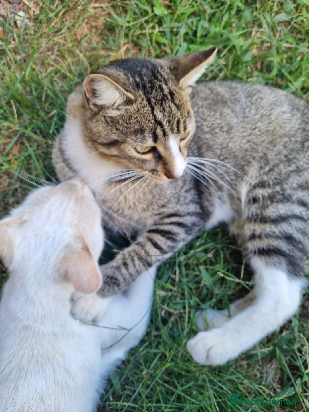 Mixed Breed cats for adoption: TOM -a friendly & proud boy- needs a Loving Home - Image 3
