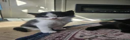 Mixed Breed cats for sale: Gorgeous kittens looking for forever homes - Advert 8