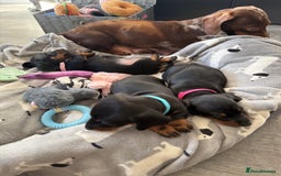 Miniature Dachshund dogs for sale: ✨ READY NOW  KC MINIATURE DACHSHUND PRA CLEAR   - Advert 23