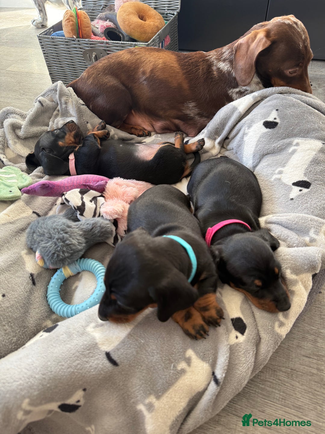 Miniature Dachshund dogs for sale: ✨ READY NOW  KC MINIATURE DACHSHUND PRA CLEAR   - Advert 23
