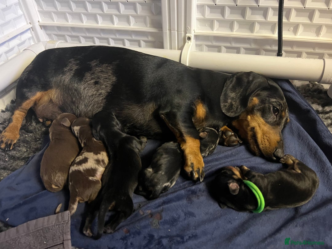 Miniature Dachshund dogs for sale: Black & tan boy, KC reg, PRA clear, low coi score - Image 7