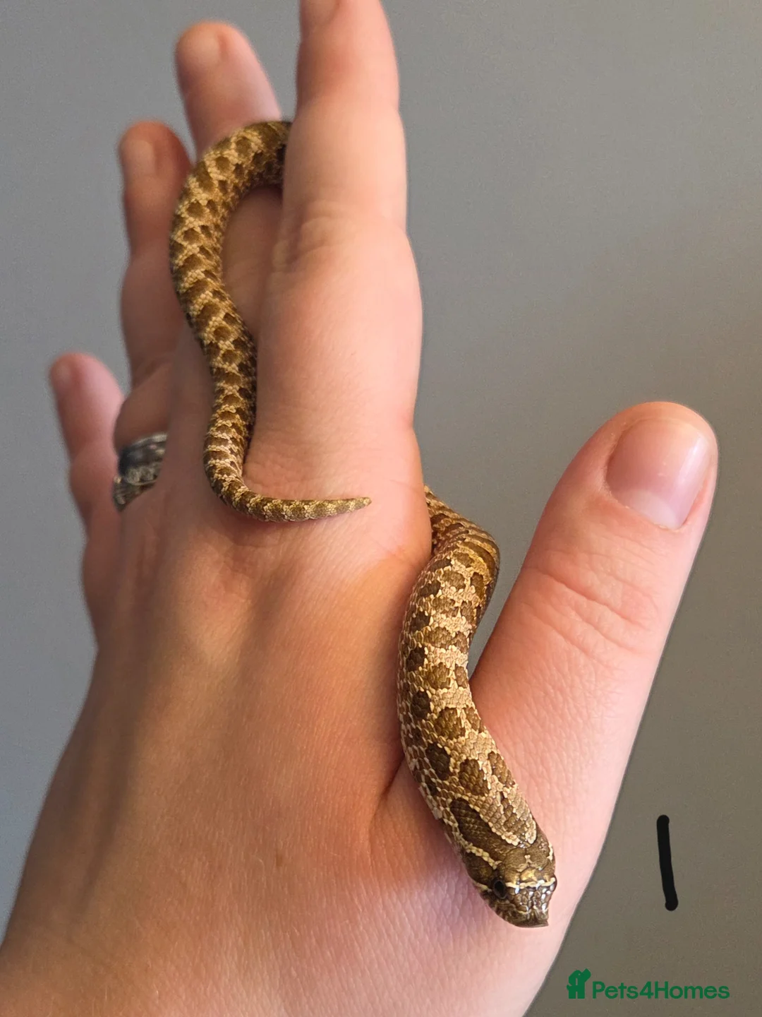 Snake reptiles for sale: Western Hognose Babies - Normal and Axanthics - Advert 2