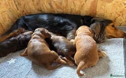 Cocker Spaniel dogs for sale: Outstanding kc reg cocker spaniel puppies - Image 12