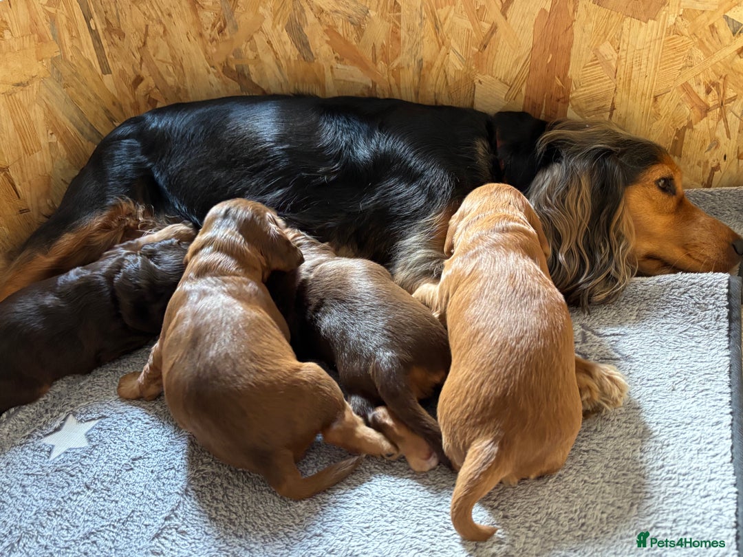 Cocker Spaniel dogs for sale: Outstanding kc reg cocker spaniel puppies - Image 12