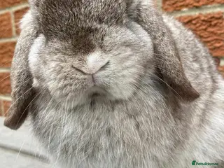 Mini Lop rabbits Mini lop male - Advert 13