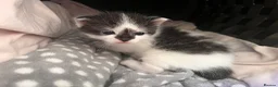 Mixed Breed cats for sale: Ragdoll mixed breed kittens for sale  - Advert 9