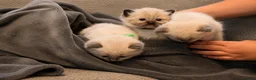 Ragdoll cats for sale: Blue Point Ragdolls | Celestial Litter - Advert 4