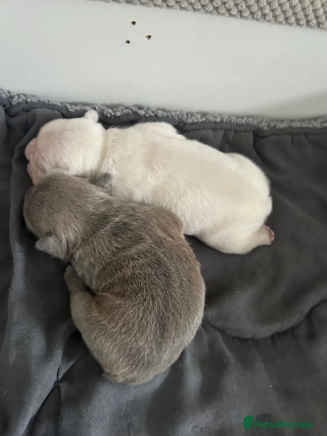 French Bulldog dogs for sale: Gorgeous Blue Female and Cream Male in Hornchurch - Advert 7