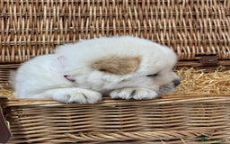 Chow Chow dogs for sale: 4 FEMALES POLAR WHITE CHOW CHOW  - Image 6