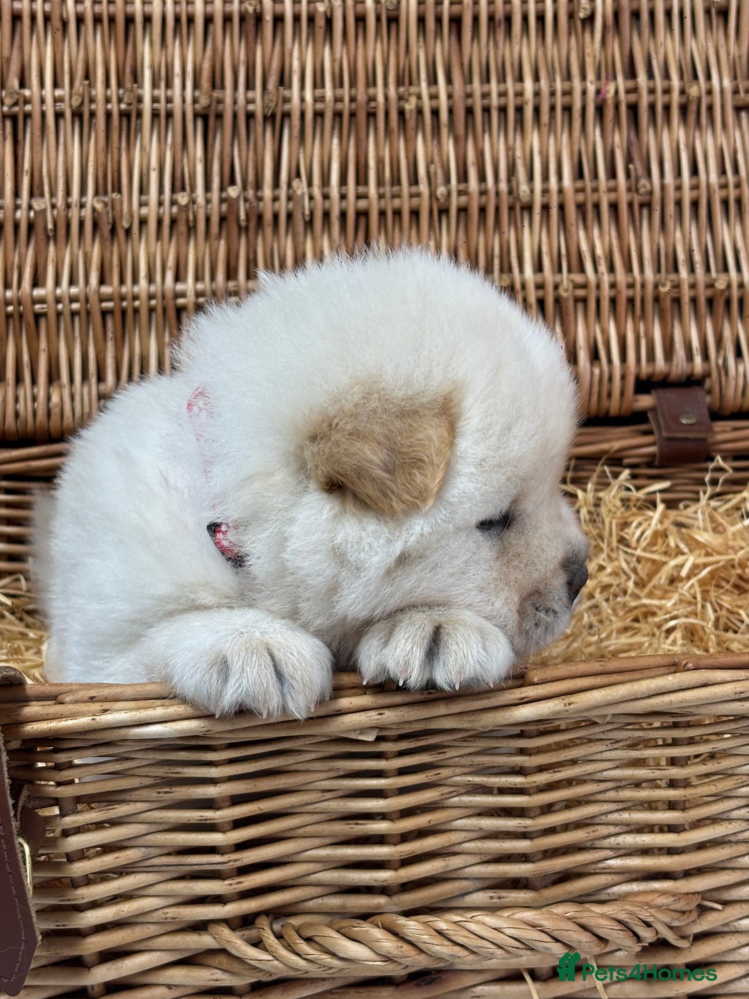 Chow Chow dogs for sale: 4 FEMALES POLAR WHITE CHOW CHOW  - Image 6