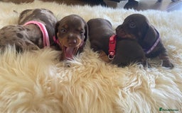 Miniature Dachshund dogs for sale: Miniature Dachshunds - Image 11