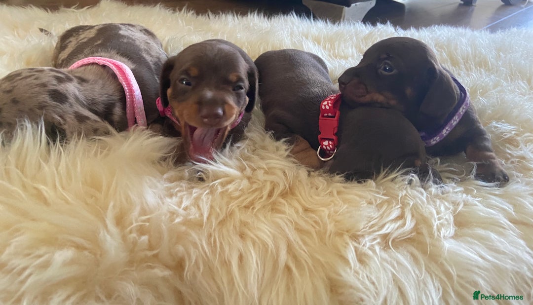 Miniature Dachshund dogs for sale: Miniature Dachshunds - Image 11